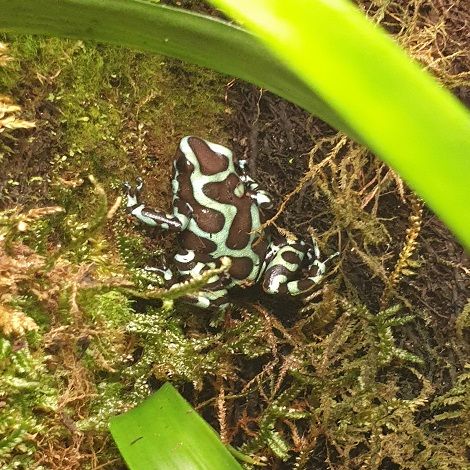 Dendrobates Auratus costa rica