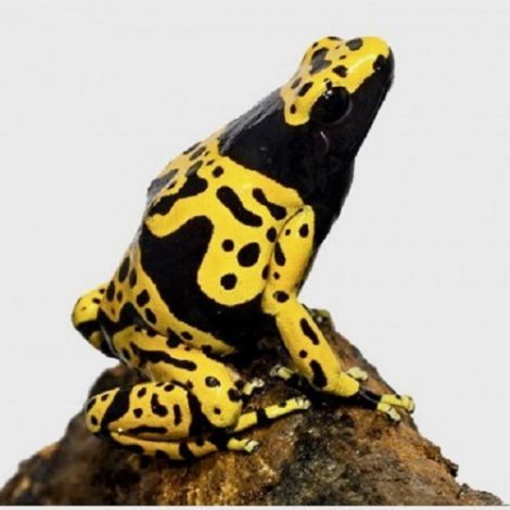 Dendrobates leucomelas