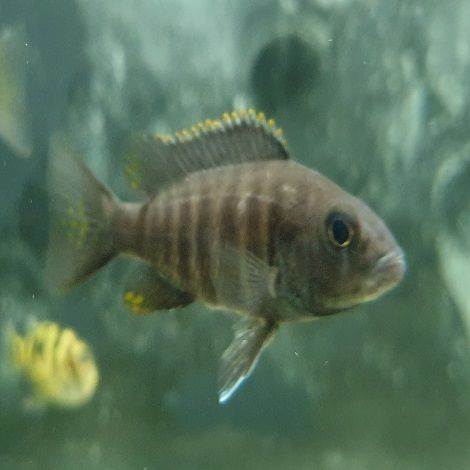 Haplochromis Ahli