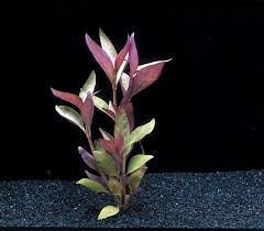 ALTERNANTHERA CARDINALIS BOS