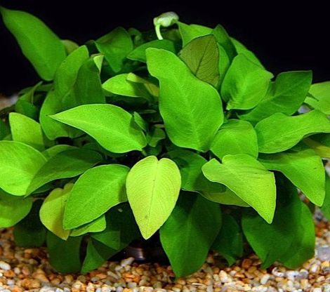 ANUBIAS NANA 9 CM POT