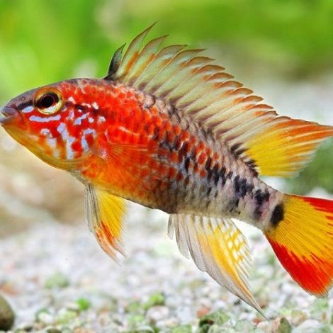 Apistogramma mac masteri gold red mask