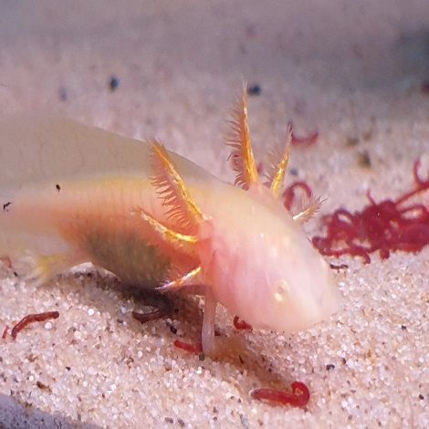axolotl albino