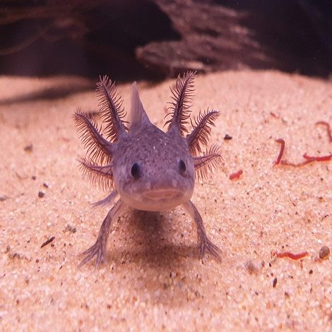 axolotl wildkleur