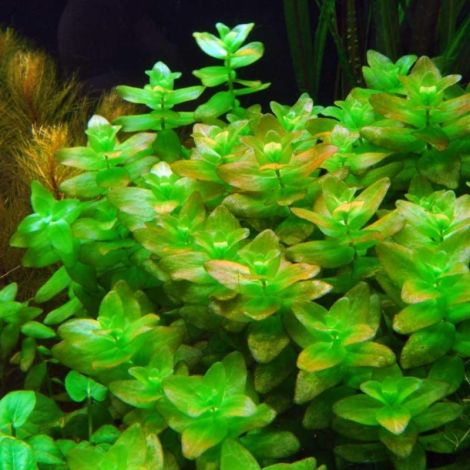 BACOPA AMPLEXICAULIS SUBMERS BOS