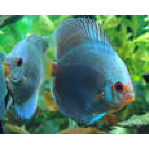 discus blue neon  5 cm