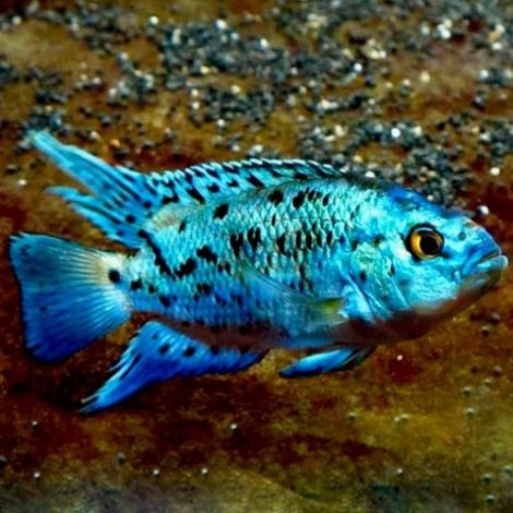 blue jack dempsey