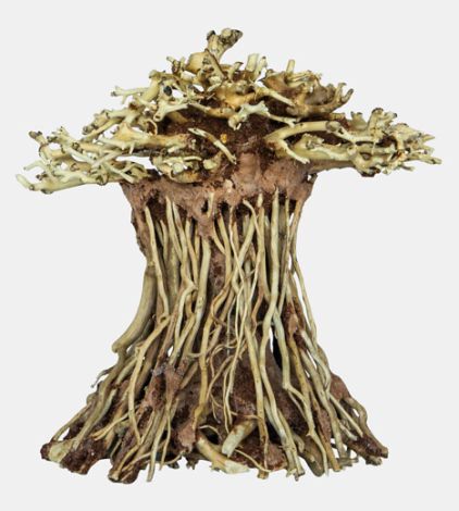 Bonsai mushroom smal