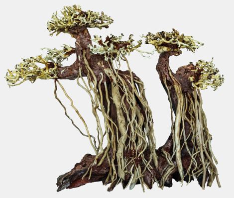 bonsai twin tree large