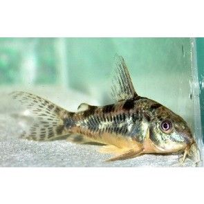 Corydoras Paleatus