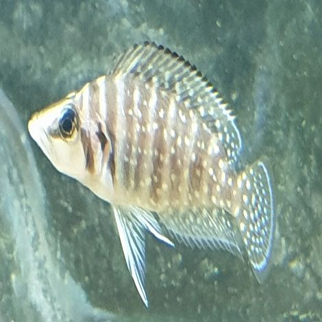 Altolamprologus Calvus Black