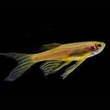 Chinese Danio Gold Longfin