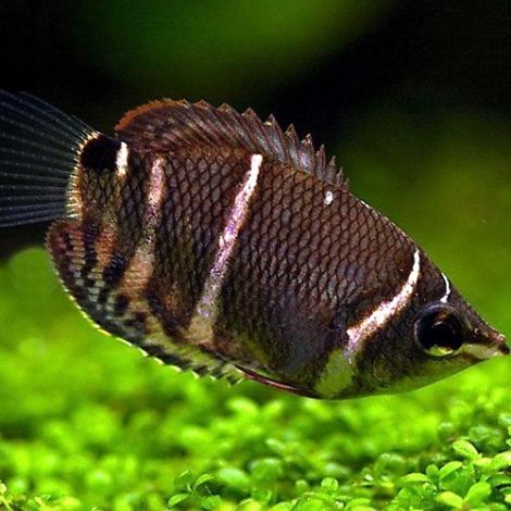 Chocolade gourami