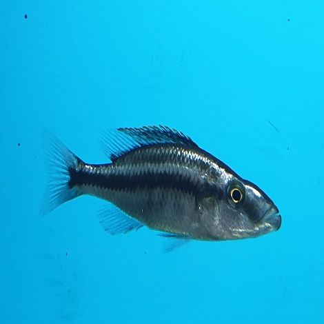 Dimidiochromis Compressiceps