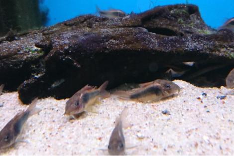 Corydoras Aeneus