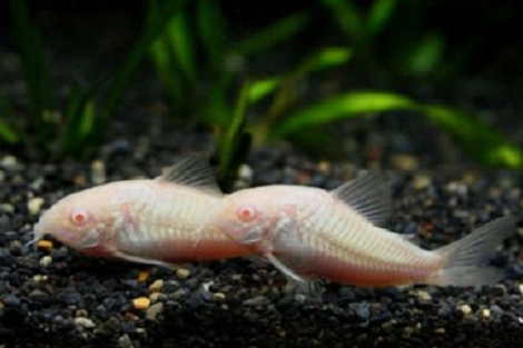 corydoras albino