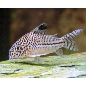 Corydoras julii