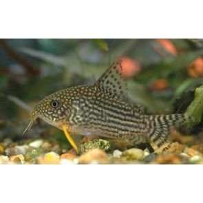 corydoras sterbae