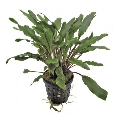 CRYPTOCORYNE UNDULATUS GROEN 5 CM POT