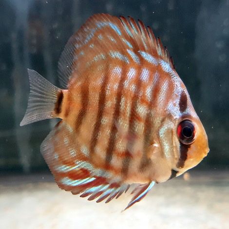 Discus Brillant Turquoise 5 cm