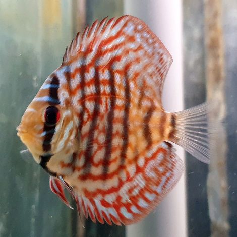 Discus Brillant Turquoise 6,5 cm