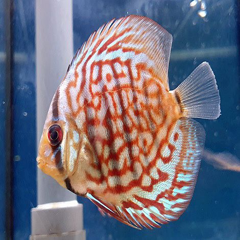 Discus Brillant Turquoise 8 cm