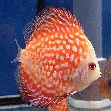 Discus Checkerboard 8 cm