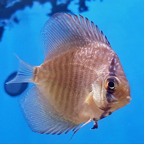 Discus Leopard Snake Skin 5 cm