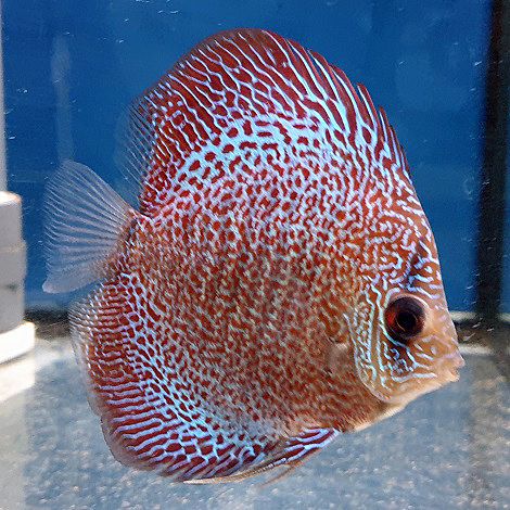 Discus Leopard Snake Skin 8 cm