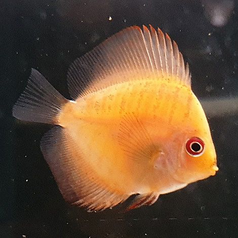 Discus Pigeon Blood 5 cm