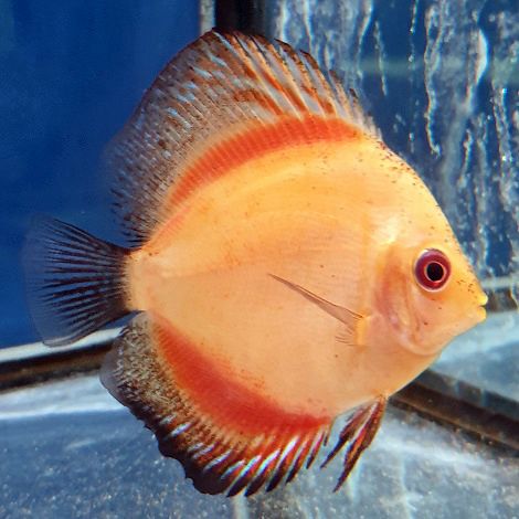 Discus Pigeon Blood 8 cm