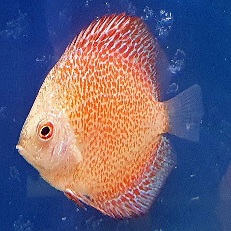 Discus Red Leopard 6,5 cm