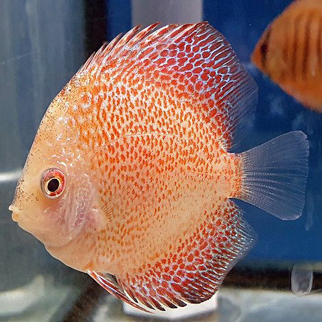 Discus Red Leopard 8 cm