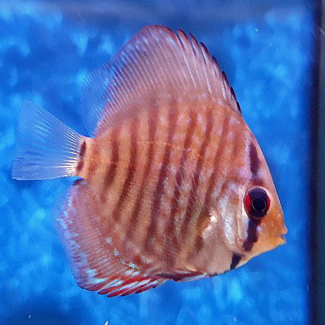 Discus Red Turquoise 5 cm