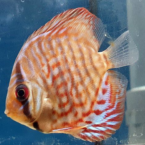 Discus Red Turquoise 6,5 cm