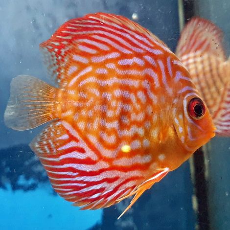 Discus Red Turquoise 8 cm