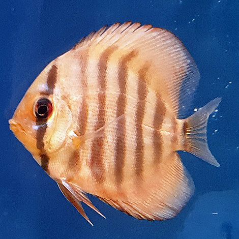 Discus Santarem 6,5 cm