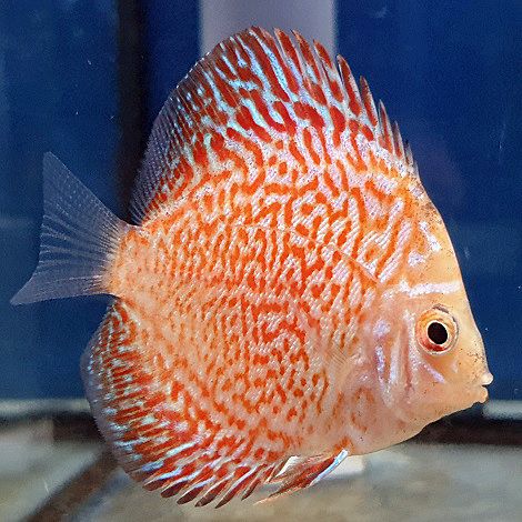 Discus White Leopard 6,5 cm