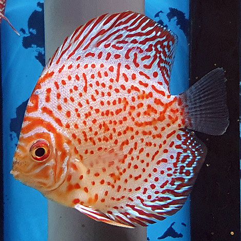 Discus White Leopard 8 cm