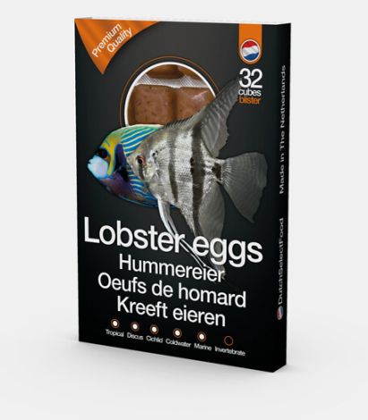 DS lobster eggs