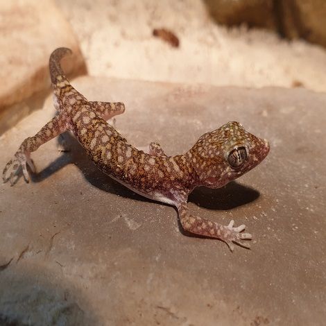 Dun vinger gekko