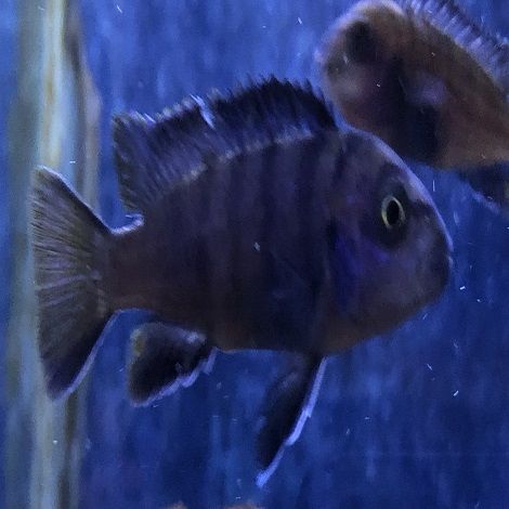 Pseudotropheus Elongatus