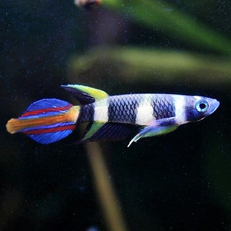 Epiplatys Annulatus