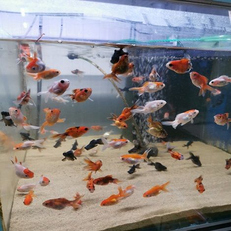 Economisch ouder Klas Sluiërstaart kopen - Koudwater vissen - Aquariumvissen