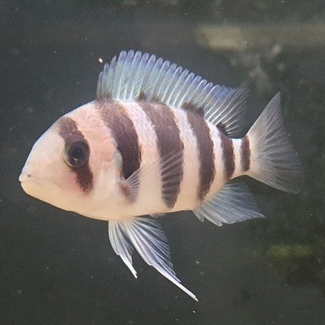 Cyphotilapia Frontosa