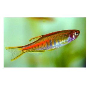 Glowlight danio