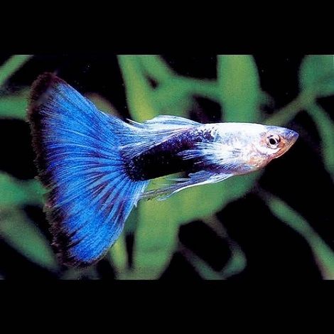 Blue neon 2025 guppy
