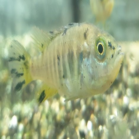 Haplochromis Nyererei Ruti Island