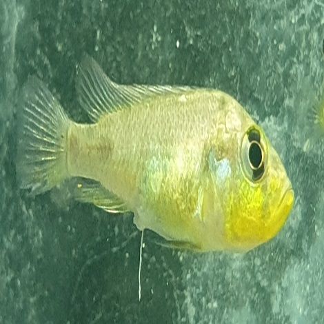 Haplochromis Yellow Belly