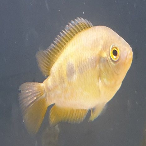 Herotilapia Multispinosa